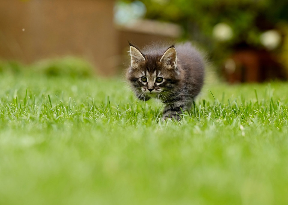cat-4419763_1280.960x0-aspect.jpg
