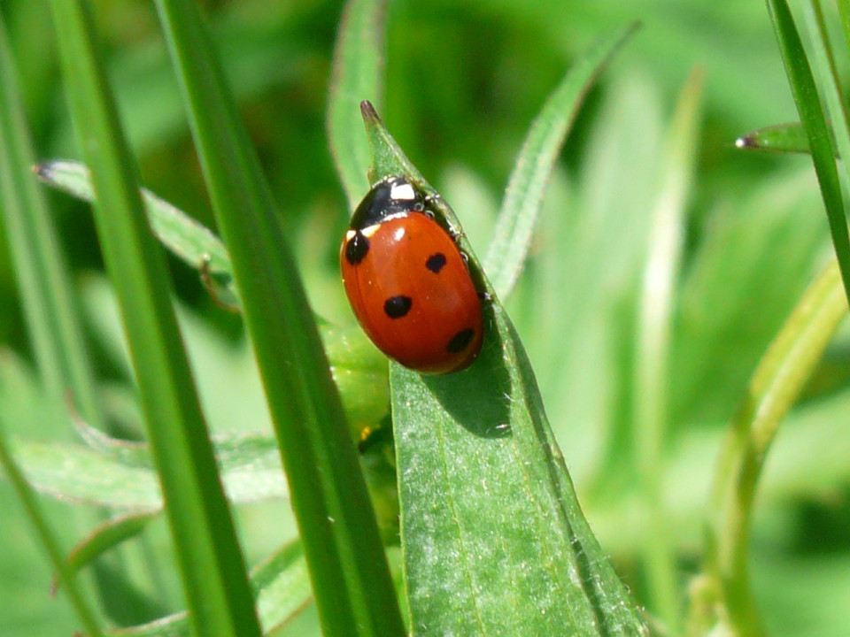 ladybug-54311_1280.960x0-aspect.jpg